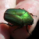 Junebug