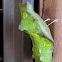 Pipevine Swallowtail chrysalis