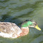 Male Mallard duck