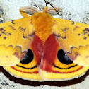 Io Moth (male)