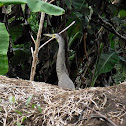 Tiger heron