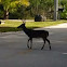 Key Deer