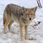 Coyote