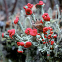 British Soldiers Lichen