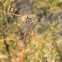 [Sympetrum fonscolombii]