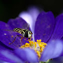 Hoverfly