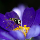 Hoverfly