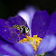 Hoverfly