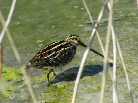 Spotting Image 1