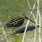 Common Snipe