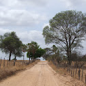 Caibreira