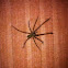 Nursery web spider