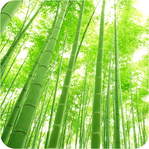 ArteLauncherTheme Green bamboo LOGO-APP點子