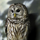 Barred Owl