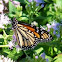 Monarch