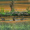 Northern Pintail