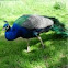 Pavo cristatus (Pavo real. Indian peafowl)