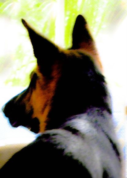 Spotting Image 1