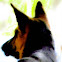 Canine
