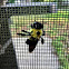 Eastern Carpenter Bee