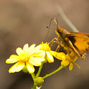 Zabulon Skipper