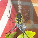 Black and Yellow Garden Spider