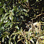 Vervet Monkey