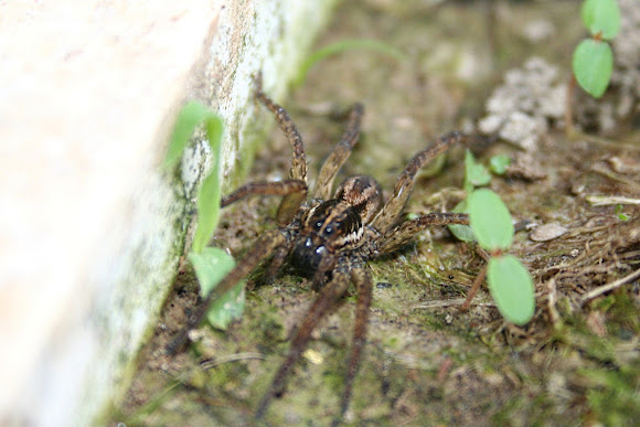Spotting Image 1