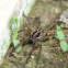 Wolf Spider