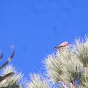 American Kestrel
