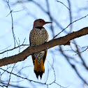 Northern Flicker