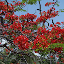 flamboyant tree