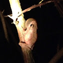 Spring peeper