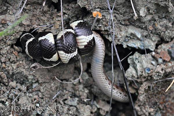 Ca. King Snake eating Ca. Night Snake | Project Noah