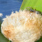 Ant-Mimicking Sac Spider
