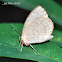 Lycaenid Butterfly