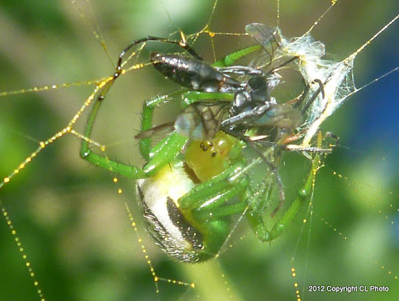 Spotting Image 1