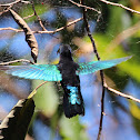 Purple-throated Carib