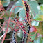 Azalea Caterpillar