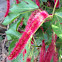 Philippine Medusa, Red Hot Cat's Tail, Fox Tail,