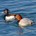 Common pochard (male)