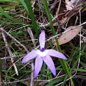 Wax-lip Orchid