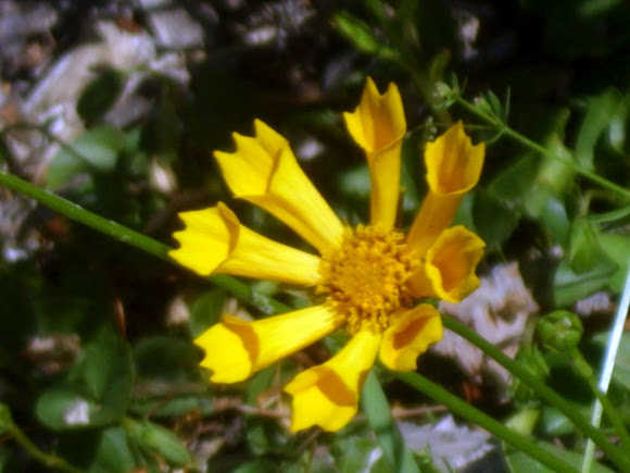 Spotting Image 1