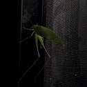 Gum Leaf Katydid