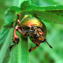 Golden Stag Beetle