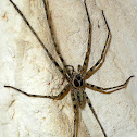 Cave spider