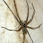 Cave spider