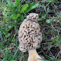 Morel Mushroom