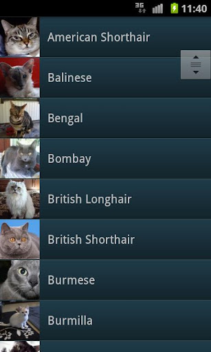 【免費社交App】Cats-APP點子