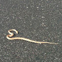 Gophersnake (juvenile)